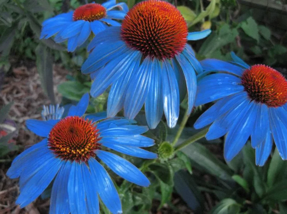 100 Light Blue Echinacea Seeds Purple Coneflower Pine Chrysanthemum