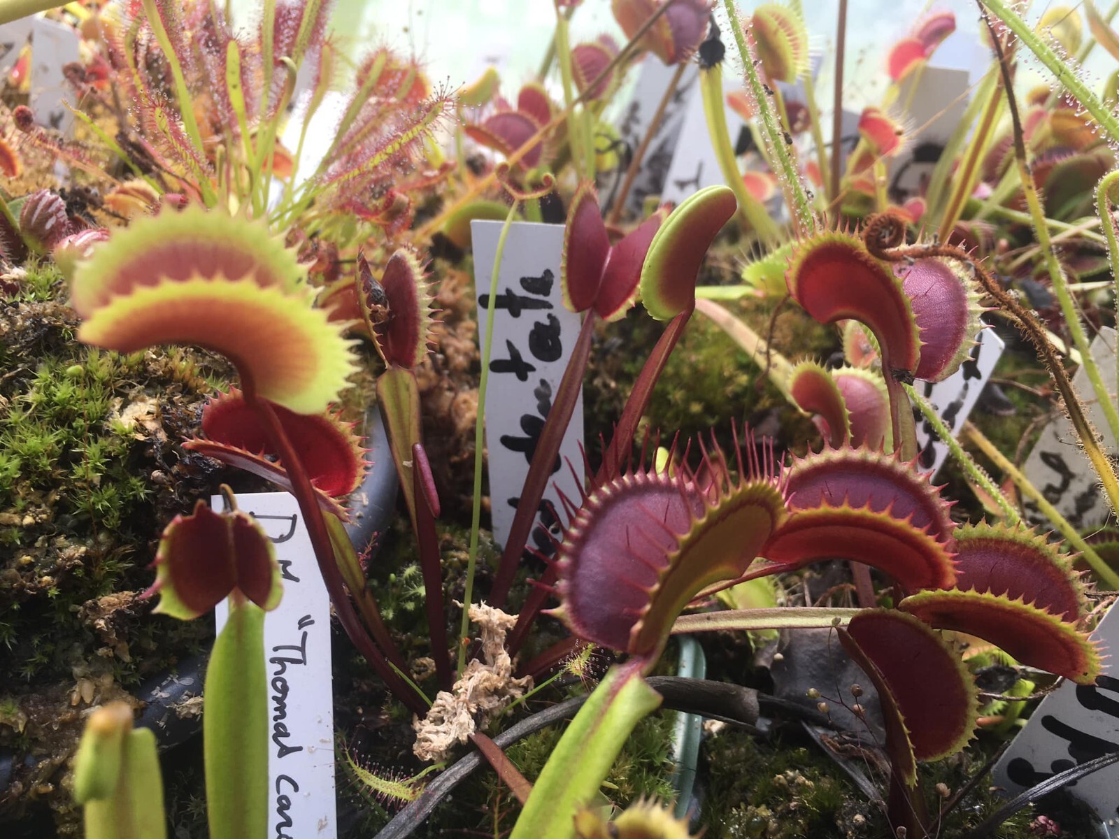 Mix de semences dionaea drosera 500 graines de plantes carnivores exotiques de collection