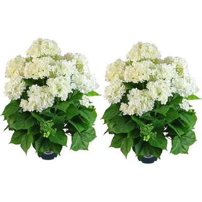 Artificial Hydrangea Tree8   Tall, Faux Hydrangea Plant in Pot, UV 2 White