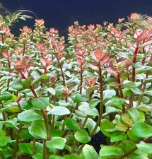 Rotala Red Rotundifolia Live Aquatic Plant 2" pot, Buy 1 get 1 FREE