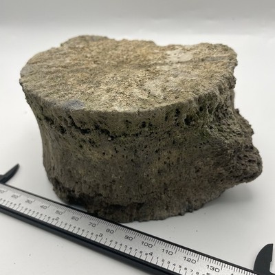 Huge Fossilized Whale Vertebrae Miocene Megalodon Era Parrish Florida Fossil