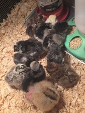 Dozen Plus Assorted Hatching Eggs Pure Breed Mix Zombie Silkie Frizzled Feather