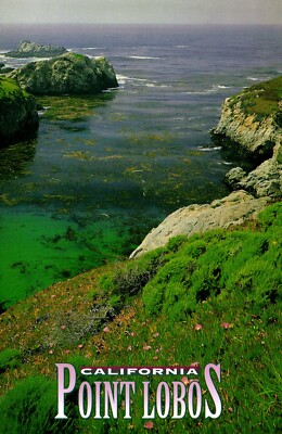 China Grove As Seen From Bird Island Trail Point Lobos California Postcard