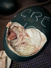 1 Emu Hatching Eggs - chance for standard, blonde or white -Ships in APRIL