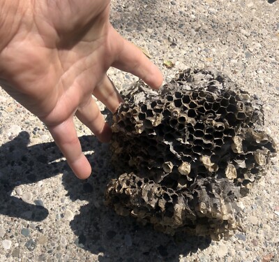 Bald Face Hornet House Nest Bee Bees Hive For MAN CAVE Taxidermy Paper Wasp Grub