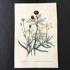 Gravure XIXè Botanique Platystemon Garridella Adonis Etching 19thC