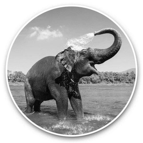 2 x Vinyl Stickers 30cm (bw) - Happy Indian Elephant Wild Animal #42326 - 第 1/8 張圖片