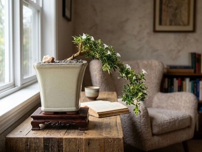 Live Serissa Bonsai Japonica Foetida Mount Fuji Cascade Flowering