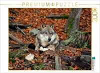 Calvendo Puzzle Sleeping Wolf | 2000 Pieces, Finished Size 35.4 × 26.4 In (90 ×