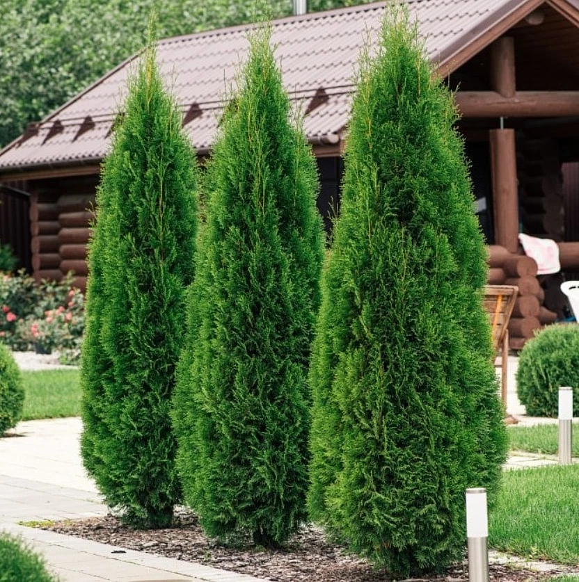 Thuja Evergreen Shrubs, Bushes&Hedges for sale | eBay