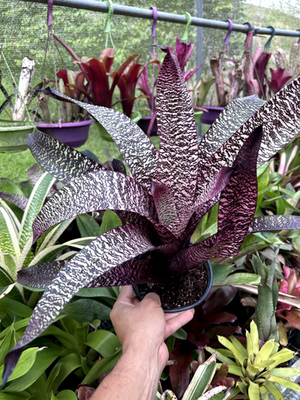 ブロメリア・エアープランツ Vriesea Hawaiian surf Bromeliad Sale! Vriesea 'Hawaiian Raspberry' (D. Fell) | eBay