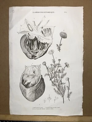 Antiquarische Stahlstich 1834 Anatomie Medizine Chirurgie Arzt Doktor Botanik - Bild 1 von 4