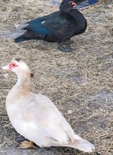 Muscovy Duck Eggs Fertile, 6 Count Eggs From Mixed Flock