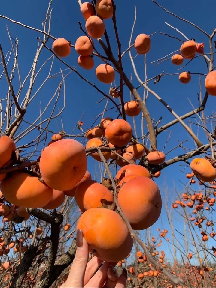 100 Pcs Japanese Persimmon Tree Seeds, Fuyu Persimmon Fruit Seed for Planting - Image 3 of 4