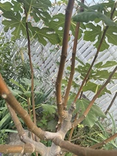 Fig Tree Cutting 3 Col de Dame Rimada Healthy, Hardy, 6”+, 3 Buds Each