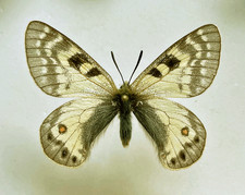 Parnassius for collectors | rare Parnassinae