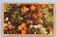 Postcard California's Golden Oranges and Waxlike Blossoms #854 Linen