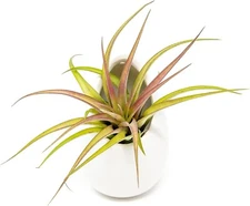 White Ceramic Wall Planter with Assorted Tillandsia Air Plants - Indoor/Outdoor