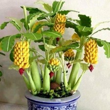 Dwarf Mini Rare Banana Tree Seeds Bonsai Seed Exotic Home Garden Plants100 Seeds
