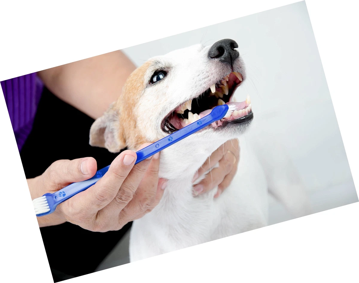 Canine toothbrush 2025