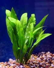 Tiger Lotus Nymphaea Zenkeri Lily Live Aquarium Plants