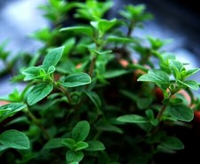 Oregano Seeds- Italian Herb Seeds- 500 2021 seeds   1.69 Max Shipping/order
