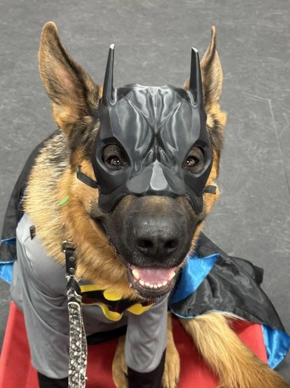 蝙蝠侠狗面具-超级英雄宠物服装配件用于派对和万圣节 — 第 2/4 张图片