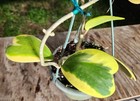 Hoya Kerrii variegata Sweetheart plant in 6" Pot 13" Tall 10" Wide — photo 9