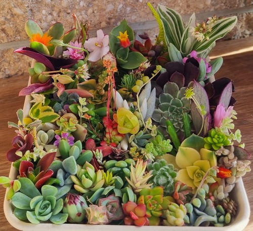 SUCCULENT Summer Pack Mix Colour Cuttings Echeveria Sedum Variety Collectors - Picture 9 of 13