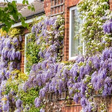 Wisteria Amethyst Falls Plant in 9cm Pot - Hardy Climbing Garden Ready Shrub