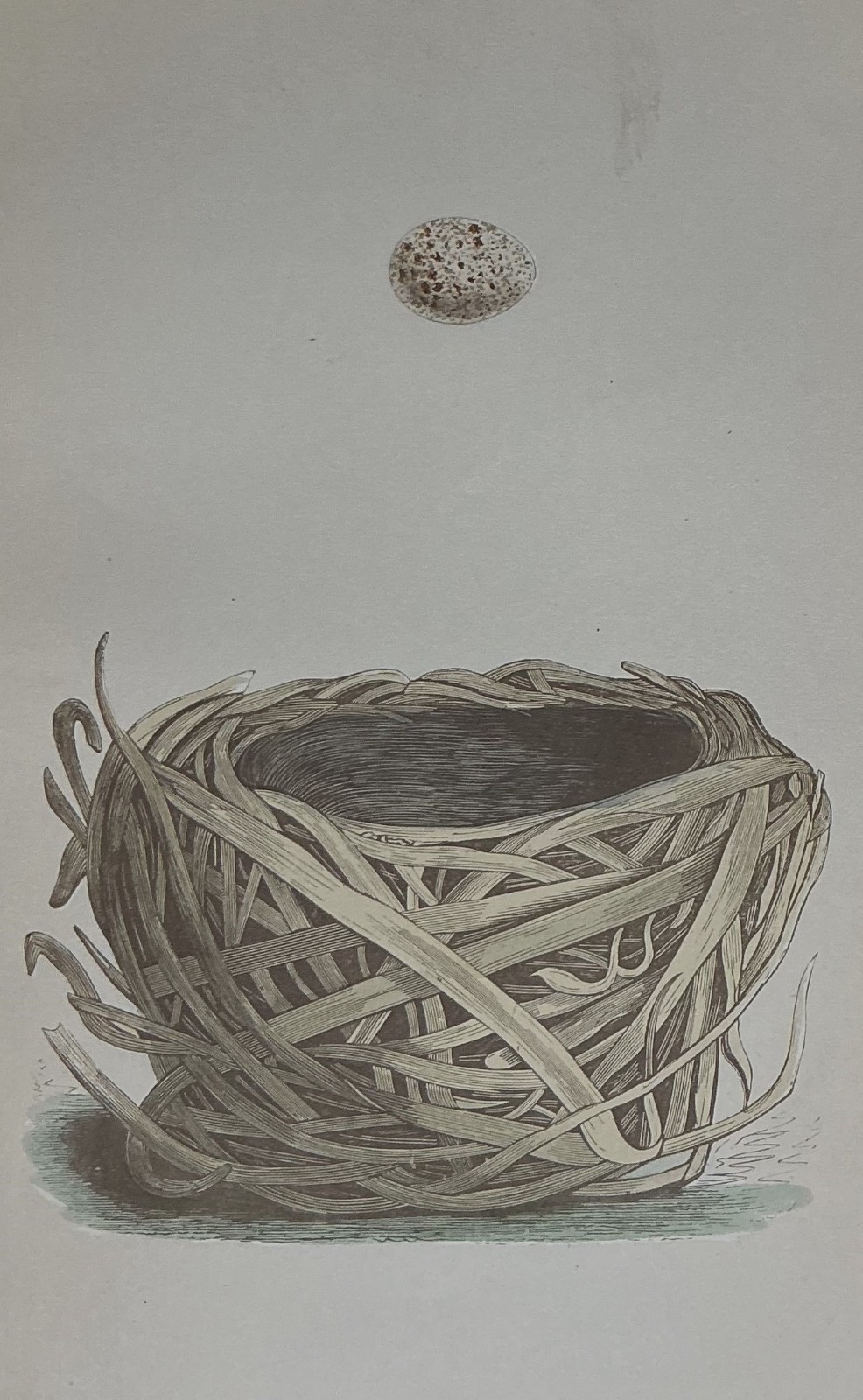 1867 Savis Warbler Bird Nest and Egg - Morris Antique Print Vintage Victorian
