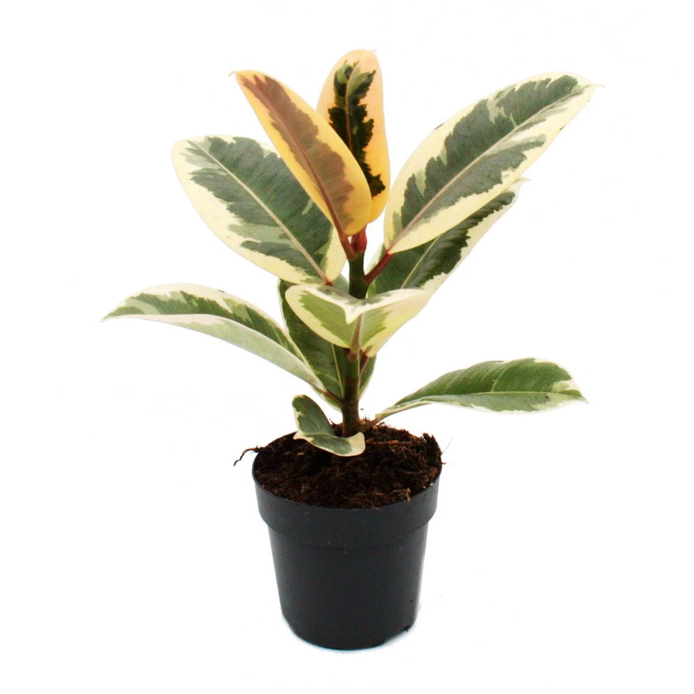 kunstpflanzen xl Urban Jungle XL 6er-Set