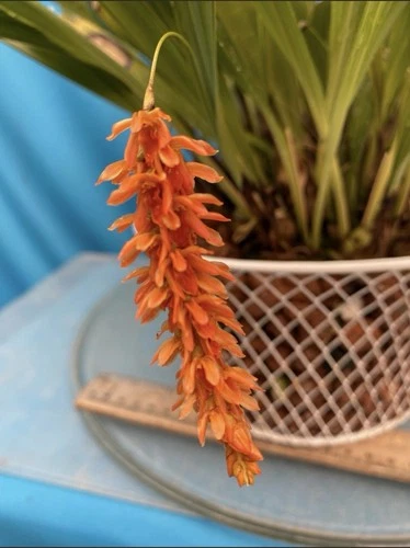Coelogyne longilabelatta Aka Dendrochilum longilabre Orange Orchid Species 4” Pt
