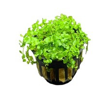 Micranthemum 'Monte Carlo' Buy3Get1Free Live Aquatic Plants