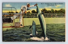 Postcard Florida Marineland FL Porpoise Feeding 1940s Unposted Linen