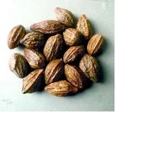 Haritaki-Terminalia Chebula Myrobalan,Chebulic Myrobalan Harde SEED 3.5oz