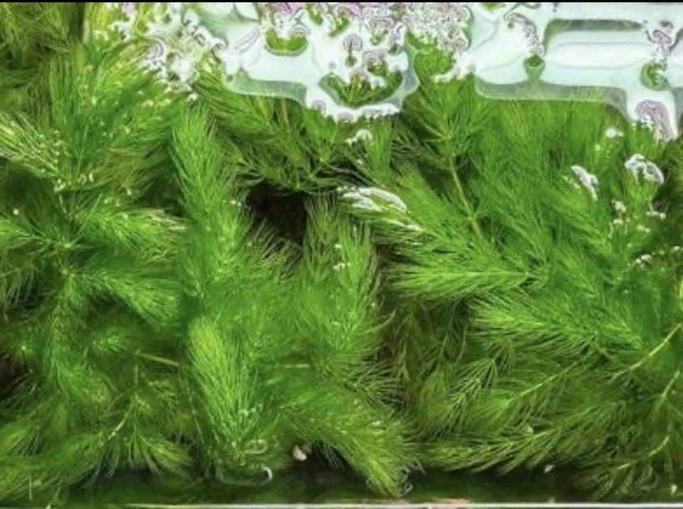 Planta de estanque acuático oxigenante para acuario Hornwort vivo de gran cantidad + caracoles gratis Foto 2 de 2