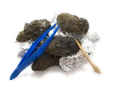 Barn Owl Pellets Large Pack of 10 with Forceps Probes Bone Chart Included