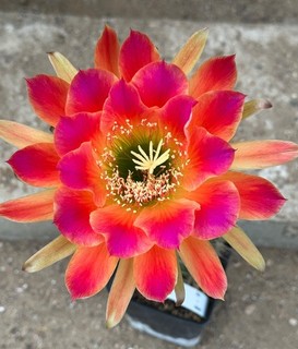 TRICHOCEREUS HÍBRIDO KA2019.211.08 Floración 15 cm
