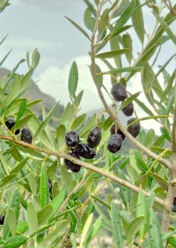Olive Tree Seeds for Planting | 25 Seeds | Olea europaea | eBay