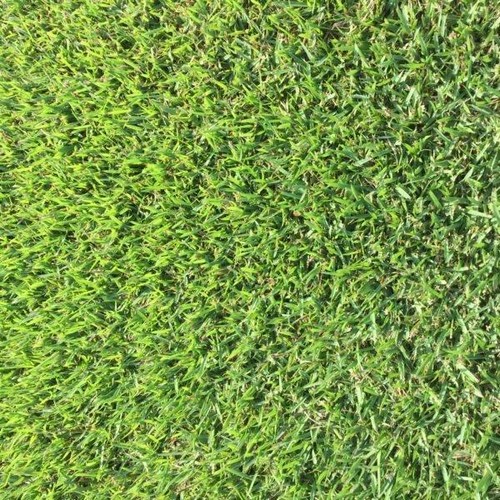 Zoysia japonica 'Zenith' grass seeds 1/8 lb limited supply eBay