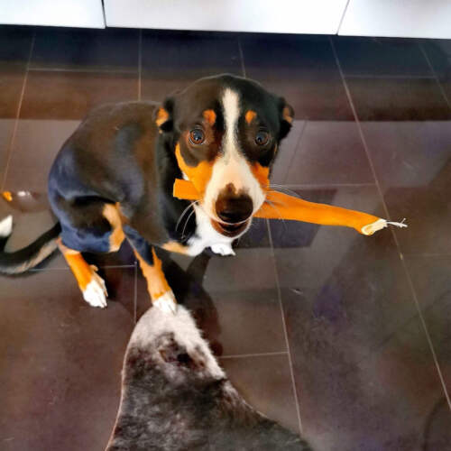 Rinder-Kopfhaut 30cm Premium - Kauartikel - Hunde-Kausnacks - Leckerli - Bild 12 von 17