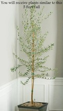 5' Tall Organic Olive Tree Plant, Long Living, Long Live