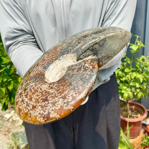 4.67LB Natural Fossil Snail Agate Fancy Cabochon Gemstones - Picture 12 of 12