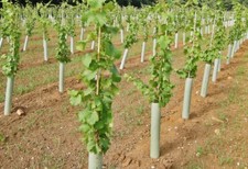 10 SHELTER protezione piante  h 40 cm In Polibox