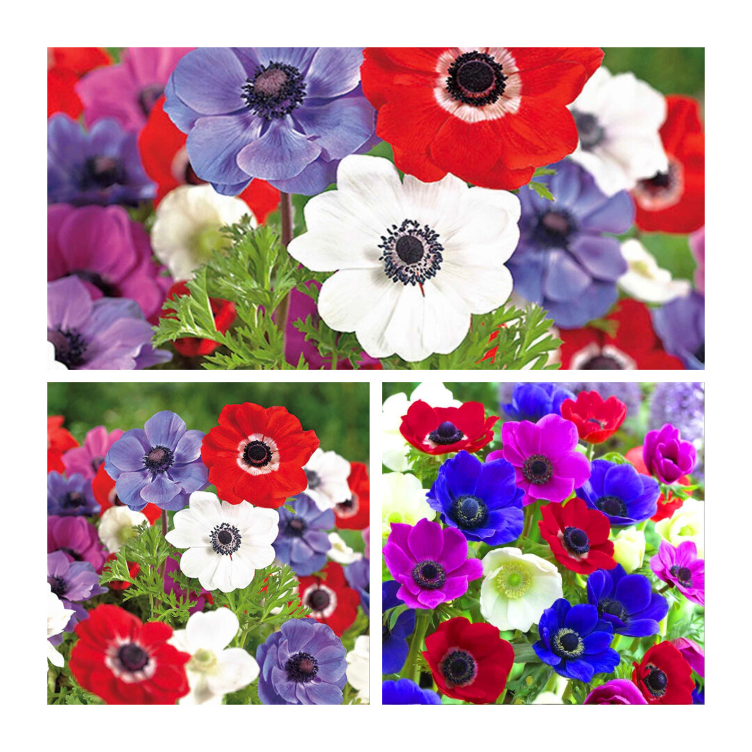 Anemone De Caen x 200 Flower Bulbs/Corm Pretty Mixed Spring Flowers.Easy to Grow