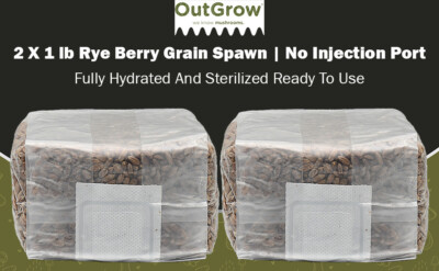 Rye Berry Grain Spawn | 2 x 1 lb Sterilized Bags | Out Grow Mushroom Supplies
