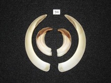 Wild boar tusks no. 94 , trophy, taxidermy, tooth, teeth