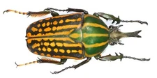 COLEOPTERA, CETONIINAE, CHELORRHINA SAVAGEI from CAMEROON