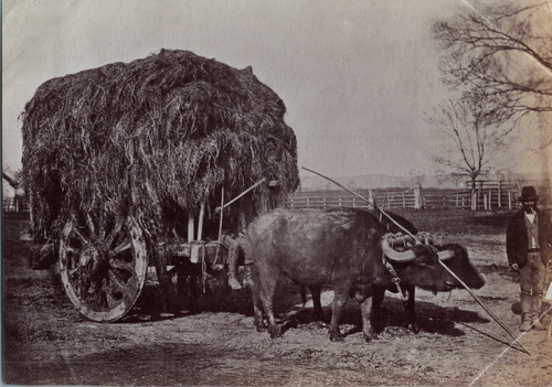 Tirage Vintage Original De Courmayeur, Italie – Vue Panoramique, Circa 1900